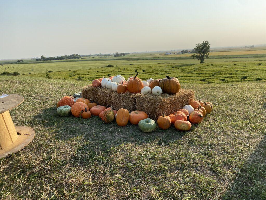 Holly View Stacked Pumpkins