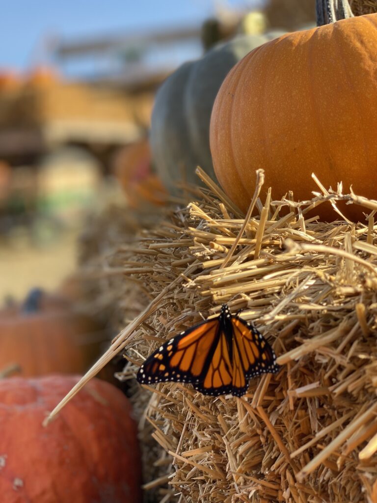Butterfly on a hay bale